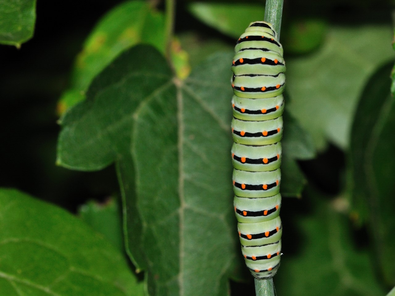 Bruco - Papilio machaon (larva)